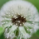 La Trasformazione da SNC a Ditta Individuale: Considerazioni e Passaggi Fondamentali 12 a close up of a dandelion with a blurry background