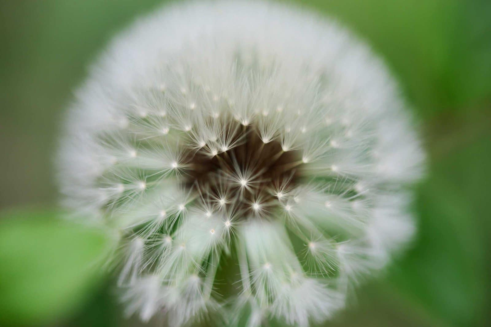 La Trasformazione da SNC a Ditta Individuale: Considerazioni e Passaggi Fondamentali 7 a close up of a dandelion with a blurry background