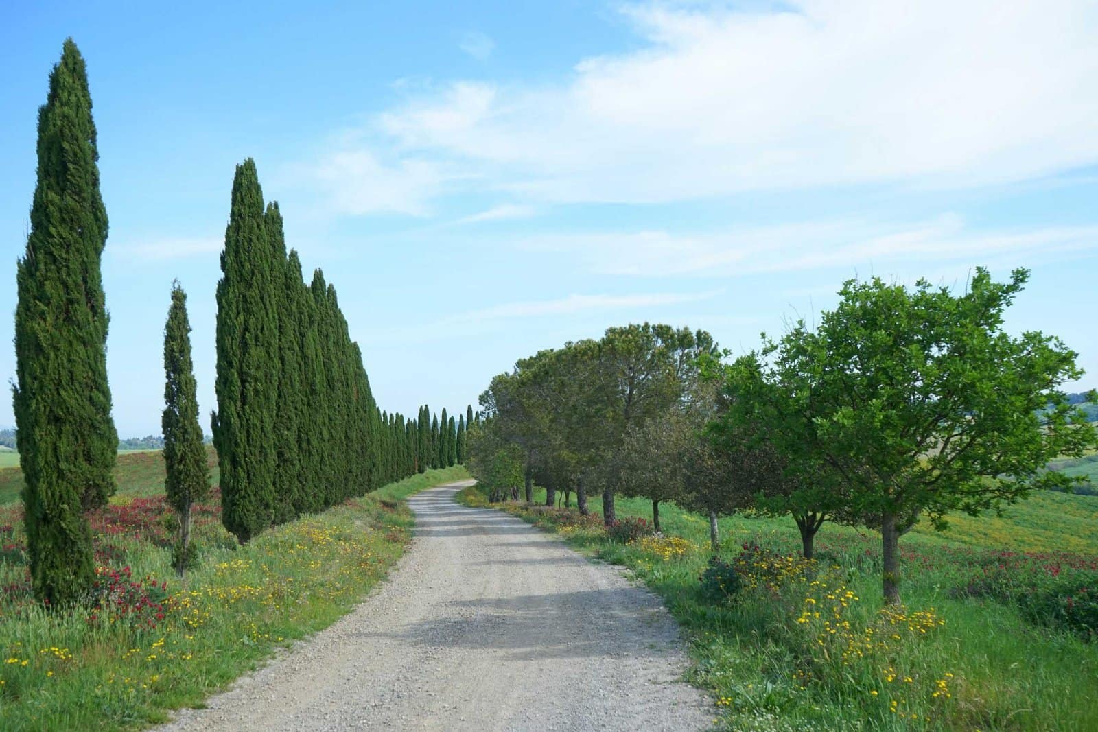 Guida alla Compravendita di un'Azienda: Aspetti Chiave da Considerare 4 a dirt road surrounded by trees and flowers